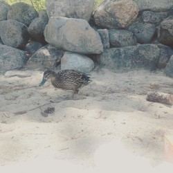 brittanydoesntgive2fucks:  Oh hey ducky 🐥 #Wellington #NewfoundLake #NHlakes #ducks  #ducky #newfriend @sir_kyle_carson