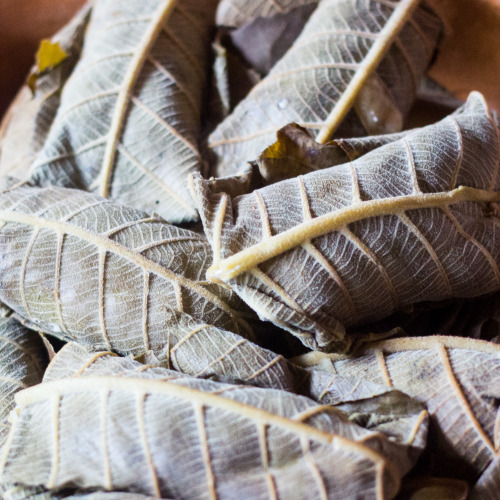 Tamales en hoja de árbol de acalama, delicia con un sabor peculiar