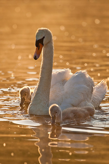 Mother swan and babies