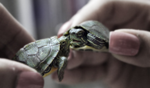 turtlefeed:Turtle Love by ~Whitemagic160