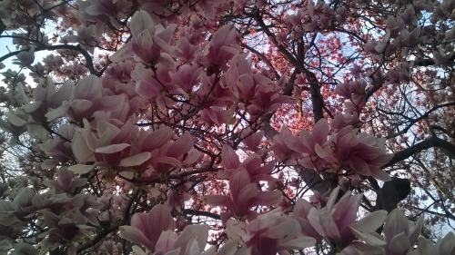 planticide:magnolia babes