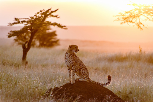 bigcatwildcat:Photo: MudflapDC