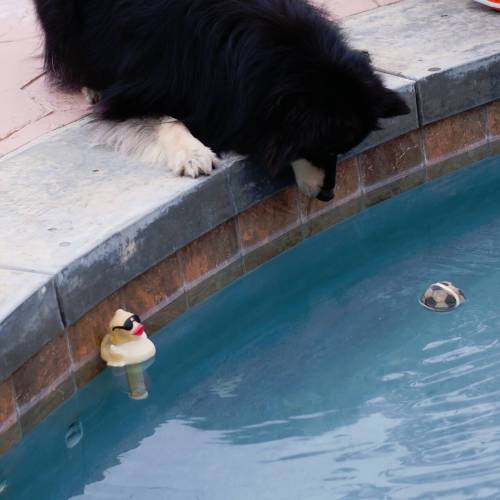 (1/3) Oh no! My ball went into the water! #finsklapphundorion #suomenlapinkoira #finnishlapphund #oh