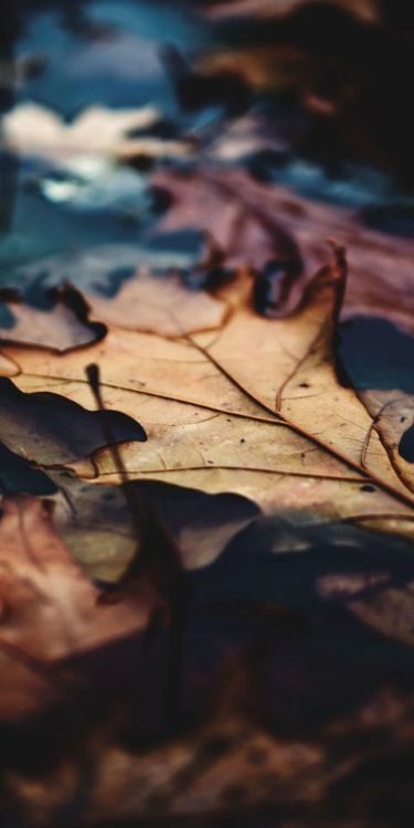 Close up, dry leaf, autumn, 1080x2160 wallpaper @wallpapersmug : http://bit.ly/2EBfd6v - http://bit.