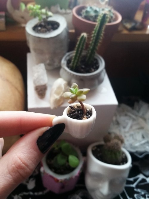 cummy–eyelids:Itty bitty tea cup succulent