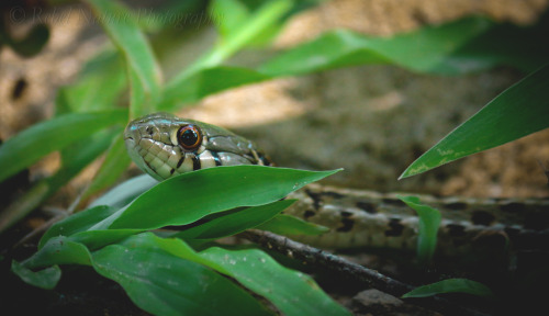 garter snake