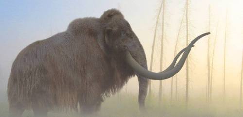 Most majestic animal of them all, the woolly mammoth.