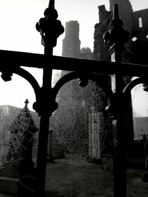 .🕸️🪦