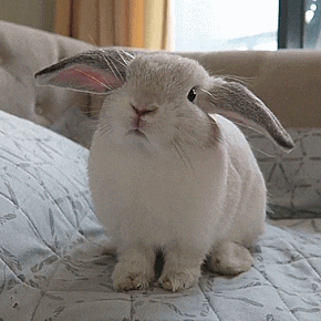 Chub_bun on Ig