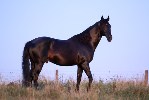 saisirlesjour - Australian stock horse stallion Spotlight.