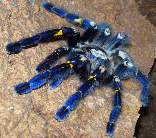 wtxch: Poecilotheria Metallica aka Gooty Sapphire Ornamental tarantula