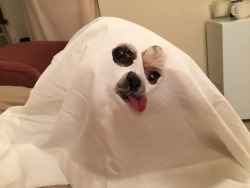 marniethedog:  Boo I’m a bedsheet 