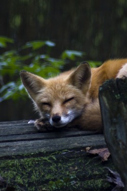 wolverxne:Red Fox | by: { hollynbvr }