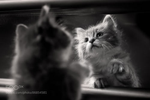 markv5:Mirror mirror by alamir 500px.com/photo/86854581
