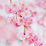 ryeou:  sakura (by 紅襪熊) 