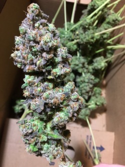 coralreefer420:  Freshly trimmed Allen Wrench.  Oh my!!!