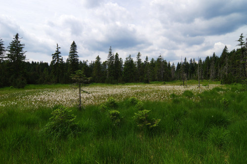 90377:Cottongrass meadow at Velké jeřábí jezero by Gregor Samsa