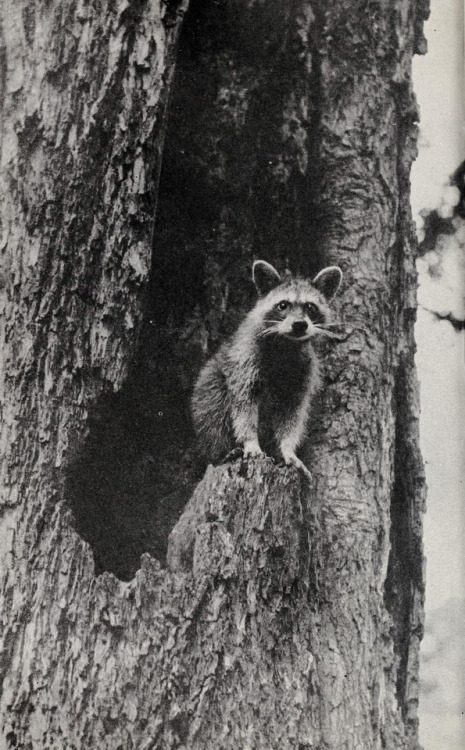 &ldquo;Raccoons of North and Middle America&rdquo; by Edward Alphonso Goldman, 1950Source