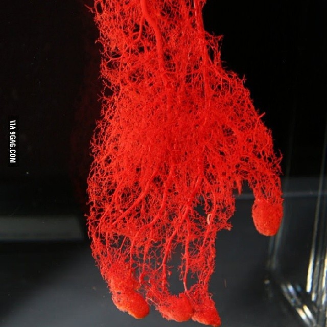 ncmsocial:  #humans #blood #anatomy http://ift.tt/1e8AJvU