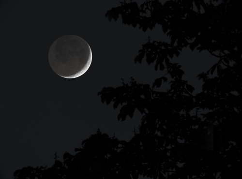 Sunshine + Earthshine + chestnut tree