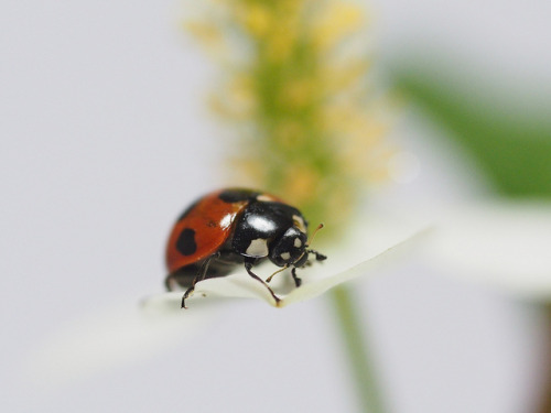 ナナホシテントウ by Polotaro on Flickr.ナナホシテントウ tamron 90mm MACRO