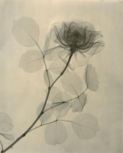 Dr. Dain L. Tasker | Rose, 1930′s.