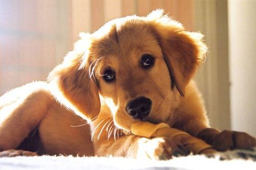 My Very First Chew Toy! en We Heart It. http://weheartit.com/entry/69561730/via/alyson_townsend