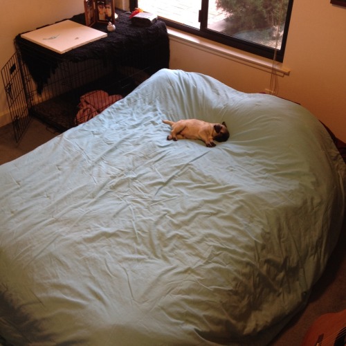 lambhoof:I have a special folder for photos of small dogs snoozing on large sleeping places.