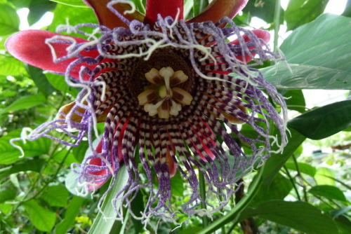 Passionsblume - passion flower - Botanical Garden Darmstadt by  Sylvi