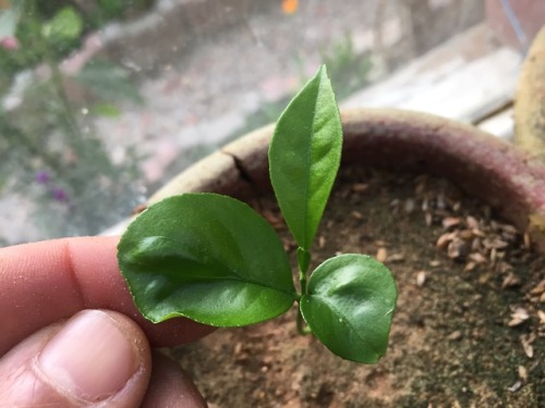 chokrihizem: My lemon seedlings are growing slowly but nicely, they are so lovely. Lemon seedlings n