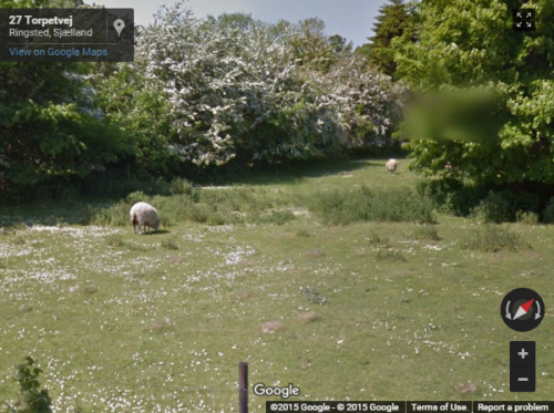 googlesheepview:Ringsted, Denmark