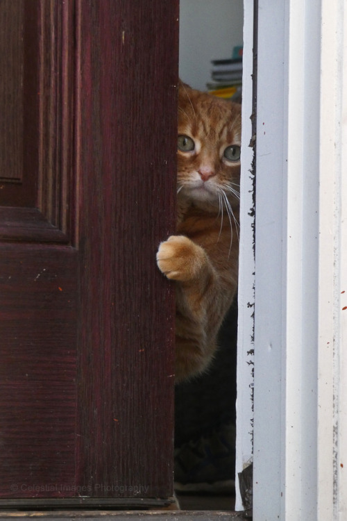 mischiefandmay:Welcome to my blog home.  Won’t you come in?