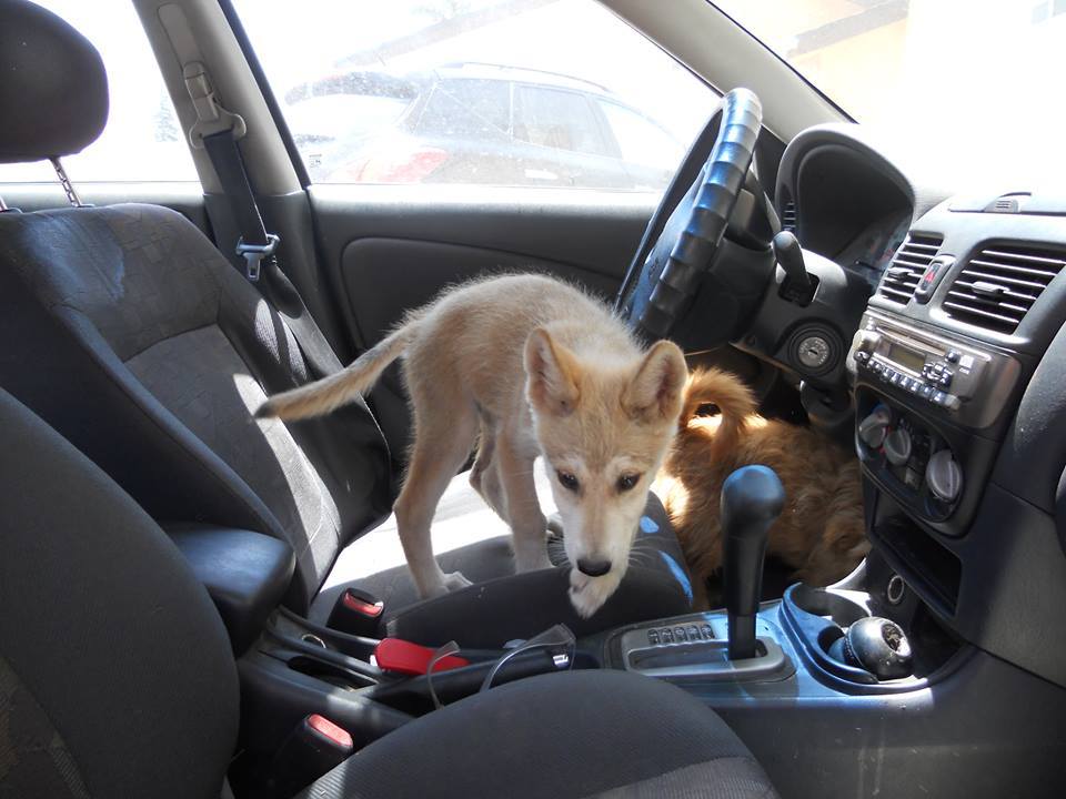 Proper Wolfdog Care