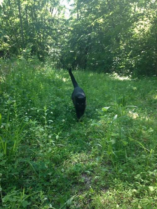 wildflowers-and-rain:  I hope I have a cat like this someday