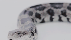 leejordan:narcissa black. “if you attack my son again, I shall ensure that it is the last thing you 