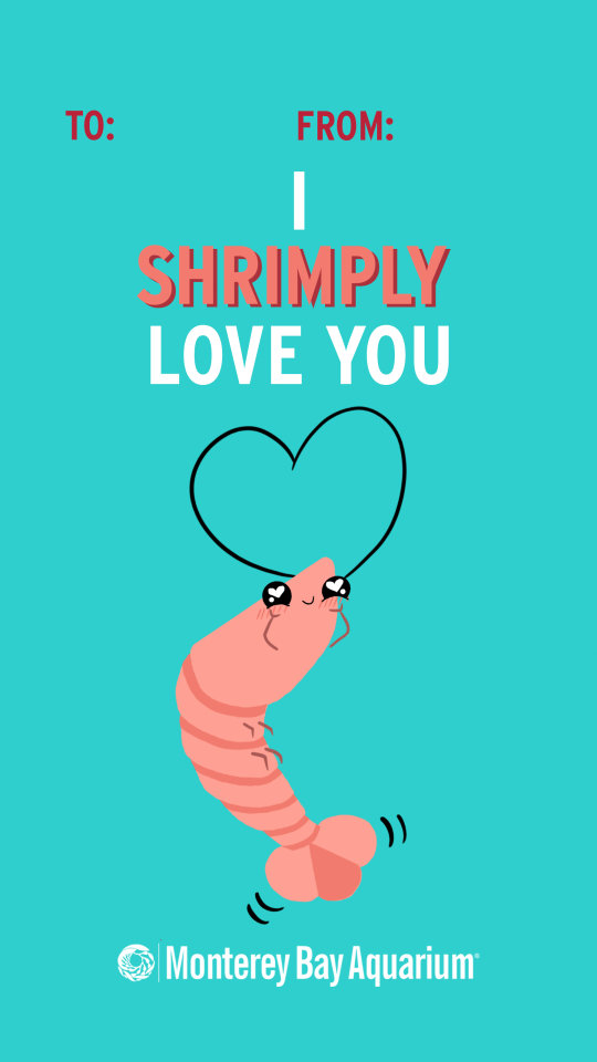 A “To: From:” Valentine’s Day card featuring an adorably illustrated shrimp with its antennae forming a heart saying “I Shrimply Love You” with the Monterey Bay Aquarium Logo below. Card is teal, lettering and shrimp are shades of pink.