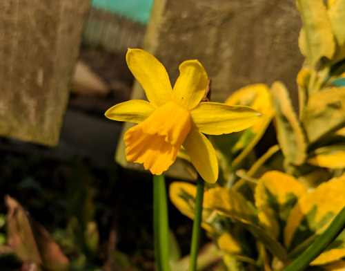 Late winter flowers at the allotmentToday I spent hours working at the allotment in the heat and sun