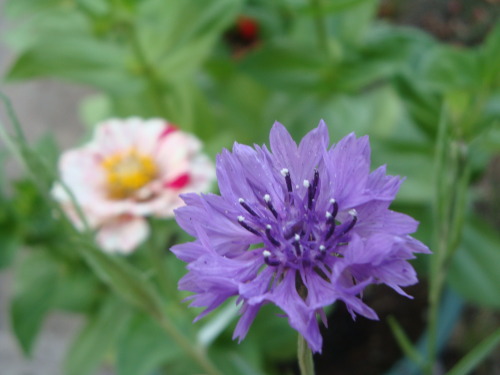 highplainsflotsam:First bachelor’s button that I grew from seed. :’)