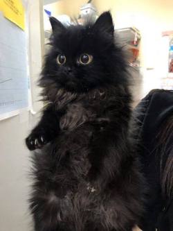 Awwcutepets:  What Did She See?