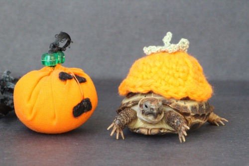 thewhimsyturtle:We don’t have time to carve a pumpkin this year, so Mommy gave me a little clo