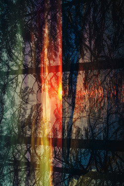 matialonsorphoto:  sunset trees by matialonsor