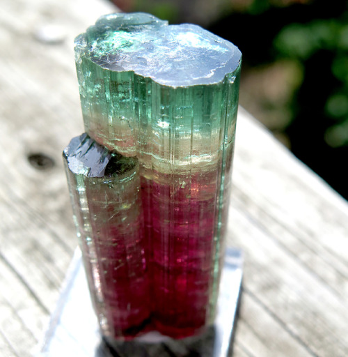 ghminerals:Important Find Gem Tourmaline Twin Crystal. Mined in Taquaral, Itinga, Minas Gerais, Braz