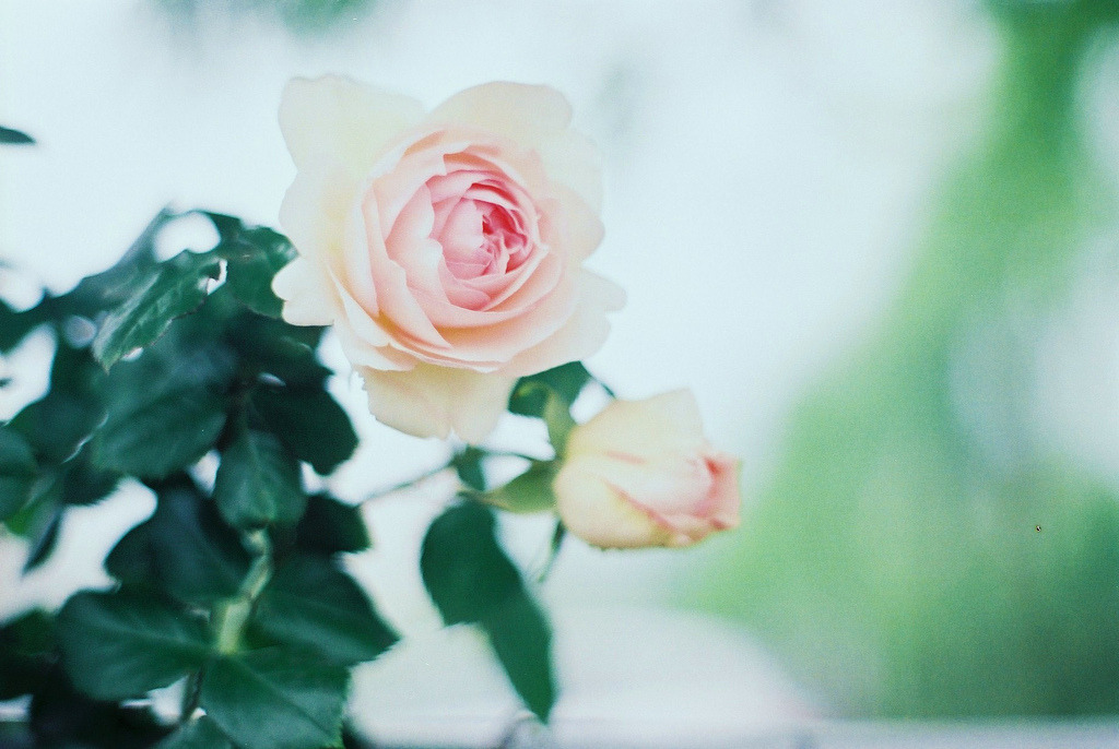  { pink roses } 