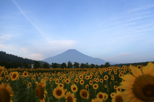 Porn Pics kara-meru:  floralls:  Flowers & Fuji