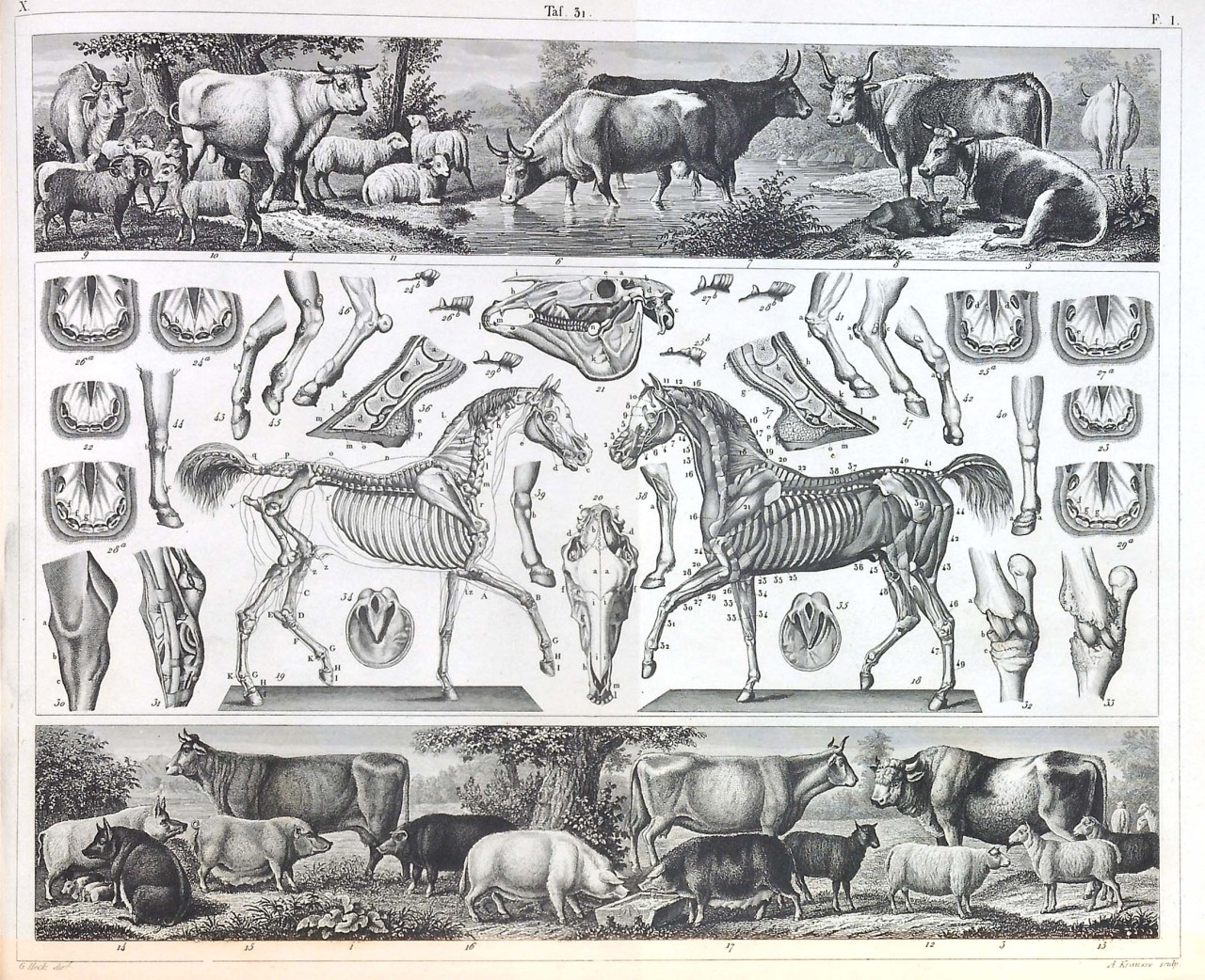 smithsonianlibraries:  The anatomy of a horse, elegantly arranged, and framed by