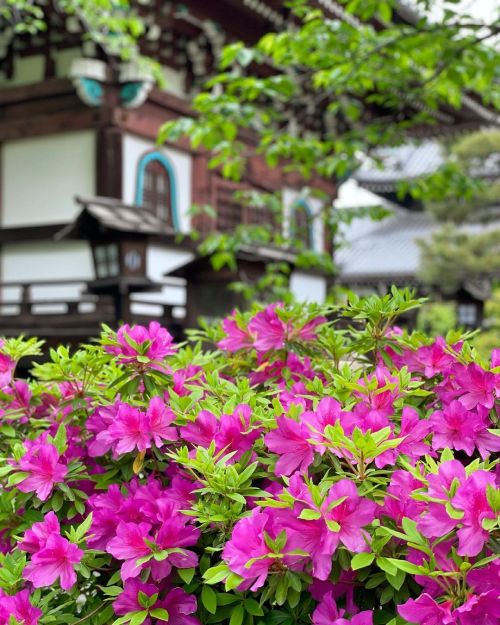 &rsquo; &rsquo; 【初夏の京都】 本法寺 新緑と躑躅 &rsquo; &rsquo; 2021.5.1撮影 &rsquo; &rsquo; #kyoto #京都 #本法寺 #青もみじ #