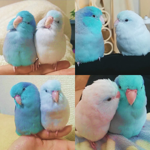 pastel-chaos:    (・Θ・)   an appreciation post of my two favorite birds on vine [x]