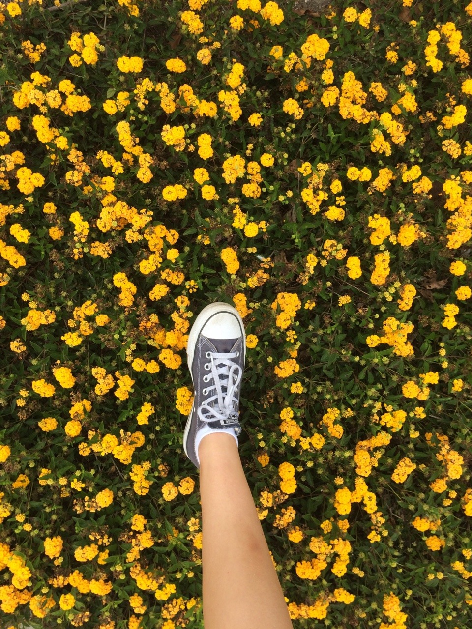 anovembersparrow:  yellow yellow yellow 