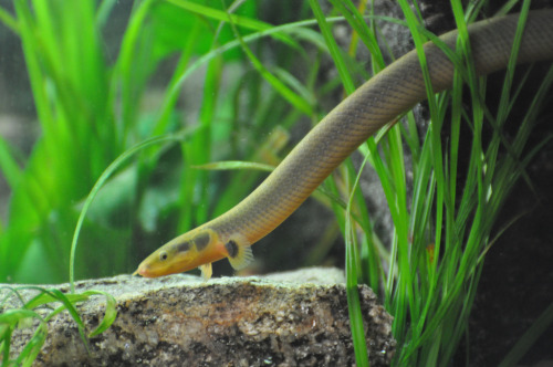 aquaticmag:  astronomy-to-zoology:  Reedfish (Erpetoichthys calabaricus) Also known as the ropefish or snake fish, the reedfish is an ancient species of fish related to bichir native to western Africa. Reefish usually inhabit slow-moving brackish/fresh