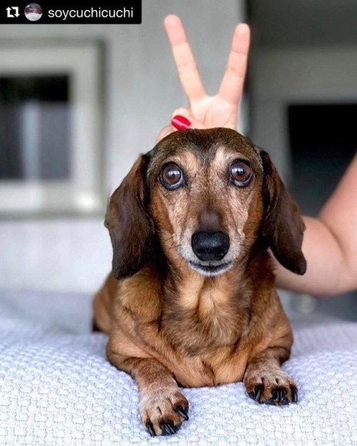 ✌#Repost @soycuchicuchi with @repostapp ・・・ Woof! Happy Easter . . . . #easterdog #dog #daschunds #d